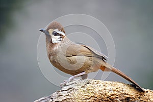 White-browed Laughingthrush