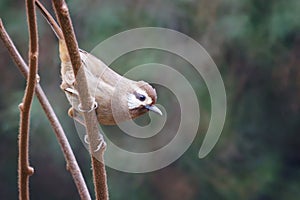 White-browed Laughingthrush