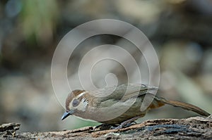 White-browed Laughingthrush bird Garrulax sannio