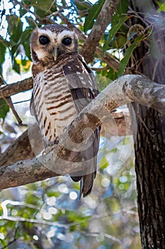 White-Browed Owl photo