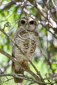 White-browed owl, Athene superciliaris. Zombitse-Vohibasia, Madagascar