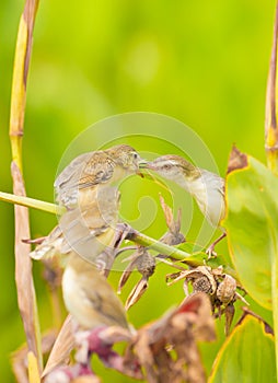 White-browed Prinia giving the food