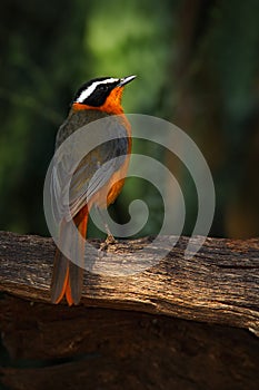 White-browed Robin-Chat, Cossypha heuglini, detail of exotic brown and orange african bird in the dark forest nature habitat