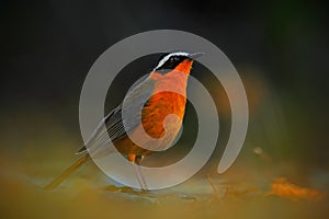 White-browed Robin-Chat, Cossypha heuglini, sitting on the stone in the nature habitat. Orange robin from the Botswana. Beautiful