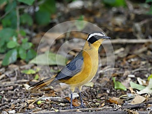 White-browed robin-chat or Heuglin`s robin, Cossypha heuglini photo