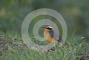 White-browed Robin Feeding in Grass at Lake Naivasha,Kenya,Africa