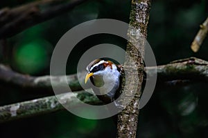 White-browed Scimitar Babbler