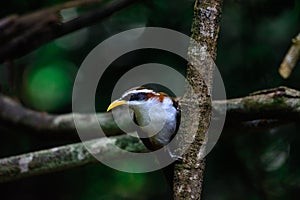 White-browed Scimitar Babbler