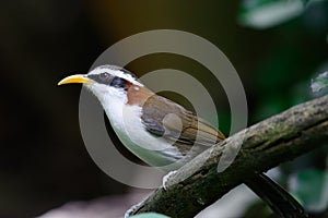 White-browed Scimitar Babbler