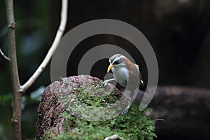 White-browed Scimitar-babbler in Da lat, Vietnam