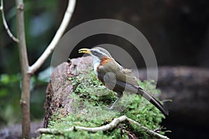 White-browed Scimitar-babbler in Da lat, Vietnam