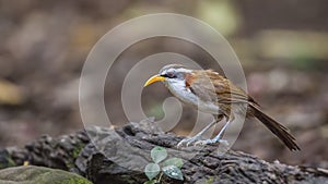 White-browed Scimitar Babbler on Log photo