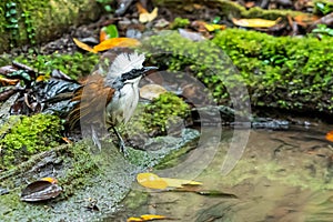 A White-browed Scimitar-Babbler standing near a pond