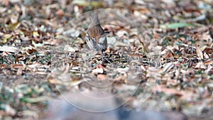 White-browed scrub robin