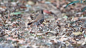 White-browed scrub robin