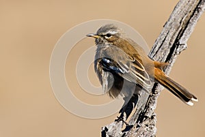 White browed Scrub Robin