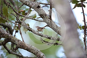 White-browed scrub robin