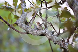 White-browed scrub robin