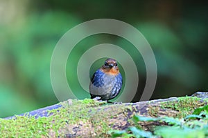 White-browed Shortwing