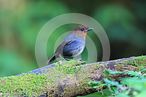 White-browed Shortwing