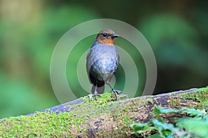 White-browed Shortwing