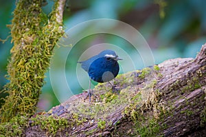 White-browed Shortwing