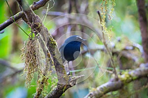 White-browed Shortwing