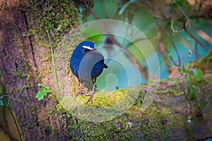 White-browed Shortwing