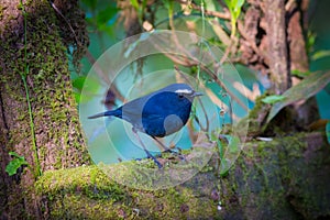 White-browed Shortwing