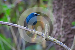 White-browed Shortwing