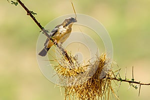 White Browed Sparrow Meaver photo