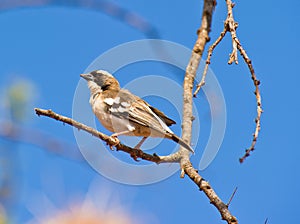 A White-browed Sparrow-weaver photo