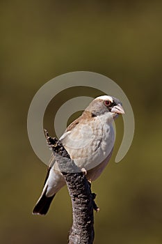 White-Browed Sparrow-Weaver