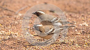 A white-browed sparrow-weaver in the African bush