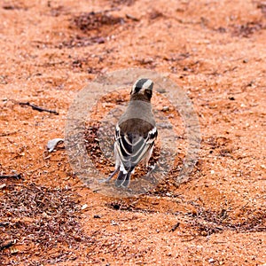 White-browed Sparrow-weaver in the Kalahari