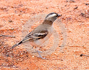 White-browed Sparrow-weaver in the Kalahari