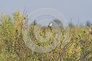 White Browed Sparrow Weaver in the Okavango Delta