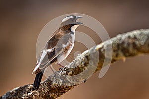 White-browed sparrow-weaver, Plocepasser mahali, brown and white bird sittong on branch in the nature habitat, Lake Awasa, Etiopia