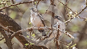 White-browed Sparrow Weavers Singing