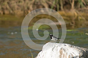 White-browed wagtail Motacilla maderaspatensis on a rock.