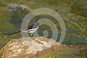 White-browed wagtail Motacilla maderaspatensis on a rock.