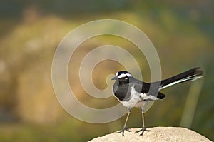 White-browed wagtail Motacilla maderaspatensis on a rock.