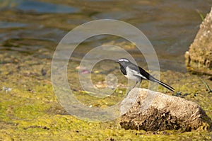 White-browed wagtail Motacilla maderaspatensis on a stone.
