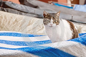 White-brown adult cat sits in a boat covered by an awning