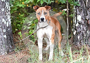 White and brown American Bulldog mix dog outside on leash wagging tail