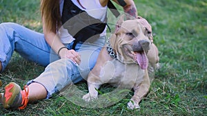 White and brown american staffordshire terrier in a field with a mistress.
