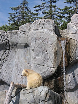 White Brown Bear - RARE!