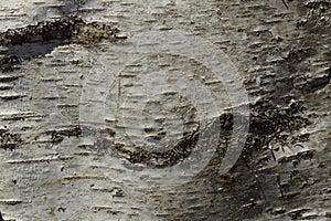 White and Brown Birch Bark