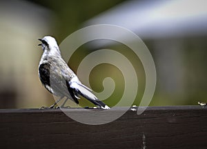 White and brown bird singing on balcony