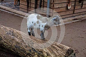 White, brown and black baby goat on a trunk